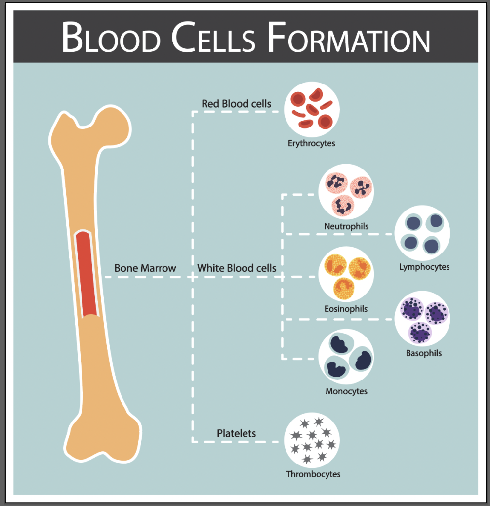 Bone marrow blood cell production athletes