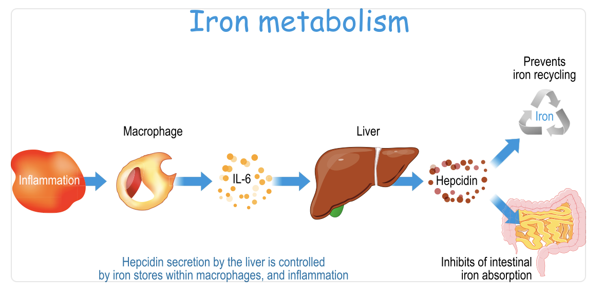 Why should athletes care about ferritin levels even if they are not anemic?
